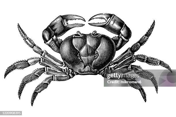 old engraved illustration of land crab - crustaceans and arachnida. antique illustration, popular encyclopedia published 1894. copyright has expired on this artwork - tiere schwarz weiss stock-fotos und bilder