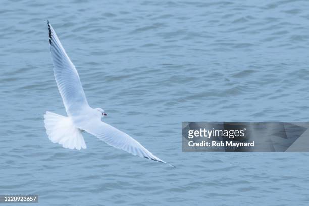 herring gulls flying on the ocean sea - seagull imagens e fotografias de stock