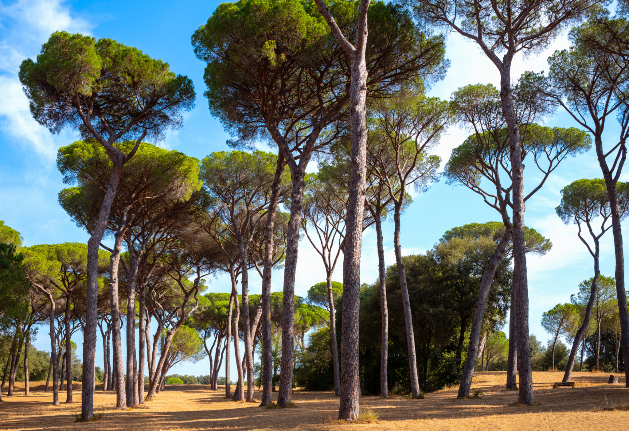 villa doria pamphili gardens