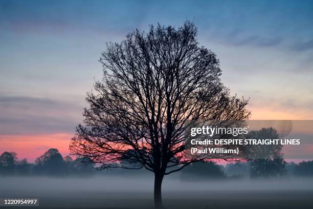 stand tall - paul wood stock pictures, royalty-free photos & images