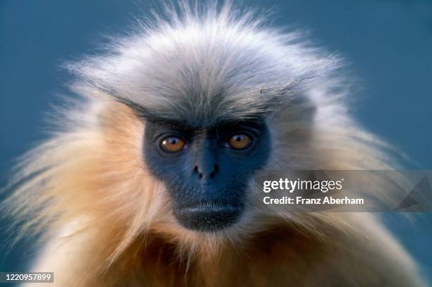 golden langur - golden langur photos et images de collection