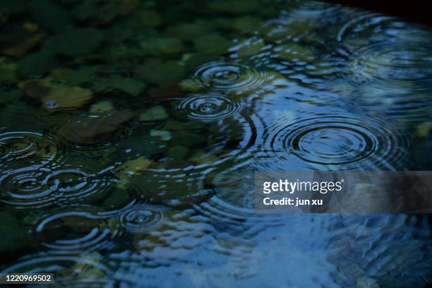 raindrops fall on the lotus pond - aquatic organism fotografías e imágenes de stock