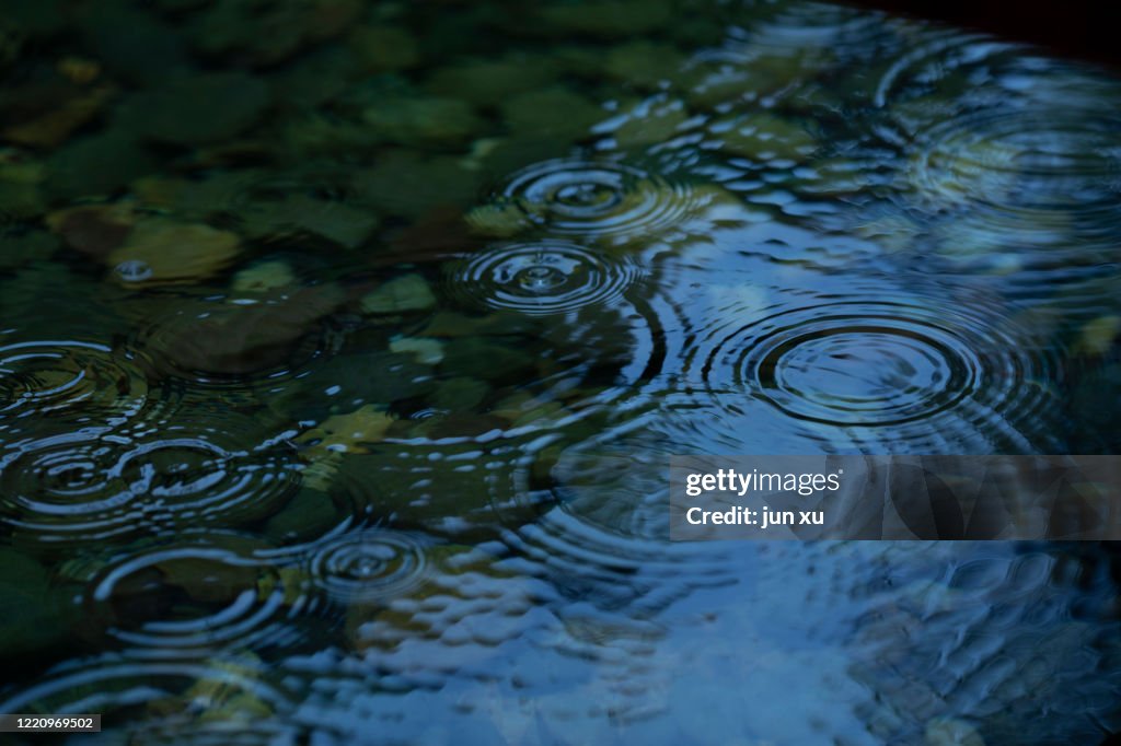 Raindrops fall on the lotus pond