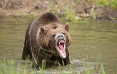 Grizzly bear in water growling, mouth open