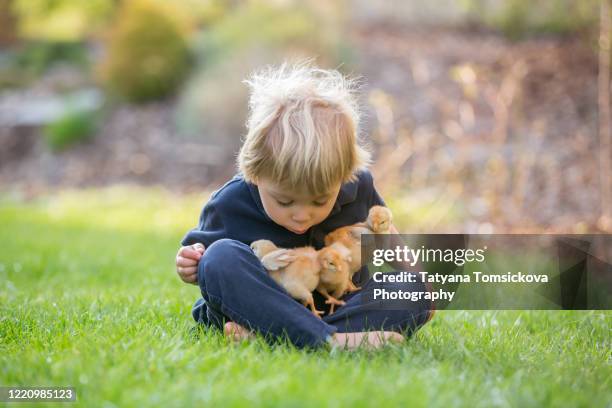 beautiful toddler boy, eating sweet bread and eggs in garden on sunset, little chicks running around him - beak stock pictures, royalty-free photos & images