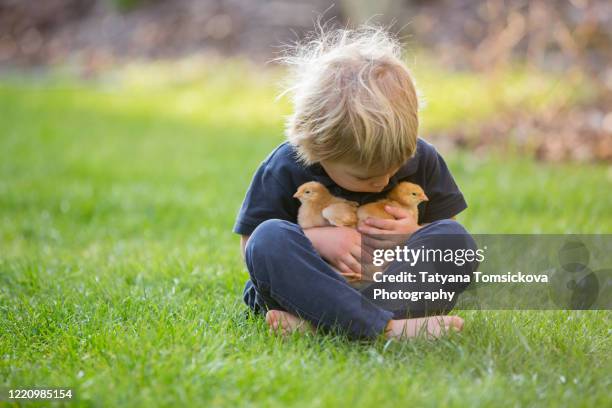 beautiful toddler boy, eating sweet bread and eggs in garden on sunset, little chicks running around him - baby chicken bildbanksfoton och bilder