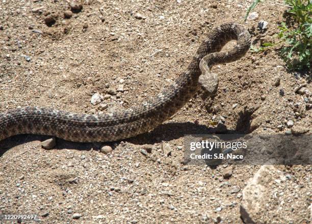 Ac Rattler Attentive Rattler High-Res Stock Photo - Getty Images