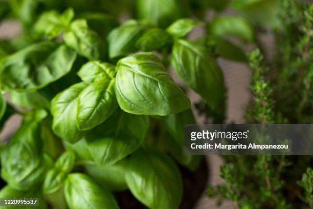 growing basil and thyme at home during covid-19 quarantine - basil stock pictures, royalty-free photos & images