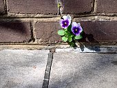 Pansies flower growing out of brick wall on sidewalk