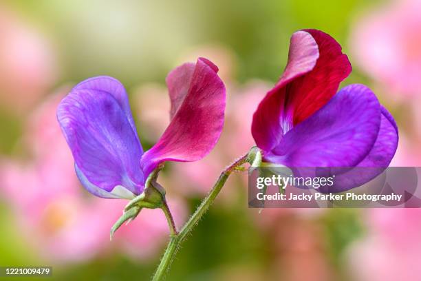 close-up image of a beautiful red and purple sweet pea flower  - lathyrus odoratus - sweet peas stock-fotos und bilder