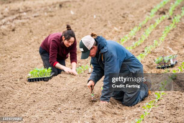 farmers planting crops on a small scale community shared agriculture project - brassica rapa stock pictures, royalty-free photos & images