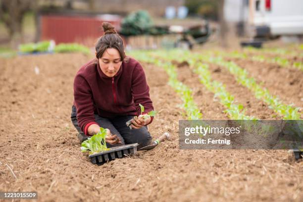a young farmer planting crops on a small scale community shared agriculture project - farm worker stock pictures, royalty-free photos & images