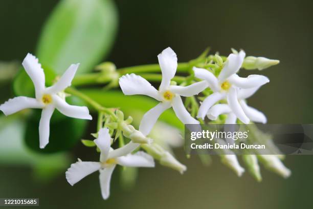 star jasmine in bloom - jasmine flower fotografías e imágenes de stock