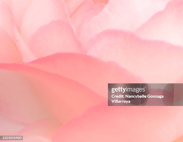 close up of  defocussed dreamlike soft pink petals of a rose - pink flowers stock-fotos und bilder