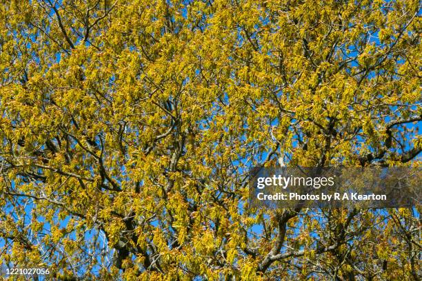 new leaves and flowers on an english oak tree in spring - english oak stock pictures, royalty-free photos & images