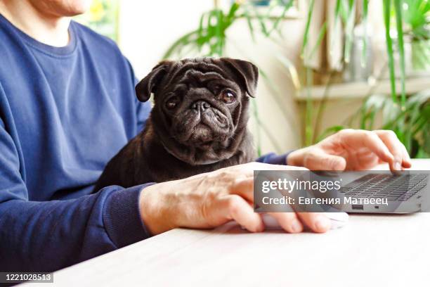 man working home office laptop with black pug dog. mobile, online, remote office at quarantine concept - animal black backround isolated stockfoto's en -beelden