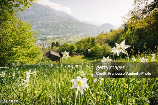 landscape in spring. - daffodil field stock-fotos und bilder