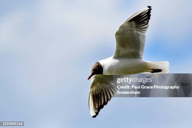 black headed gull, (chroicocephalus ridibundus)in flight - black headed gull stock-fotos und bilder