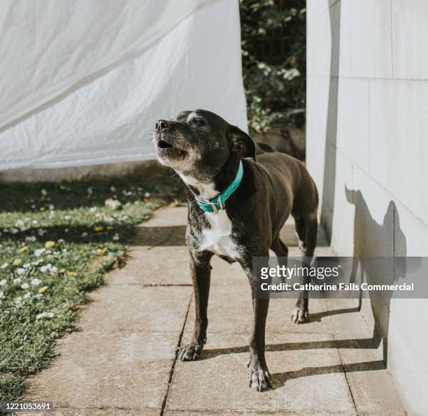 dog in front of a washing line - guarding stock-fotos und bilder