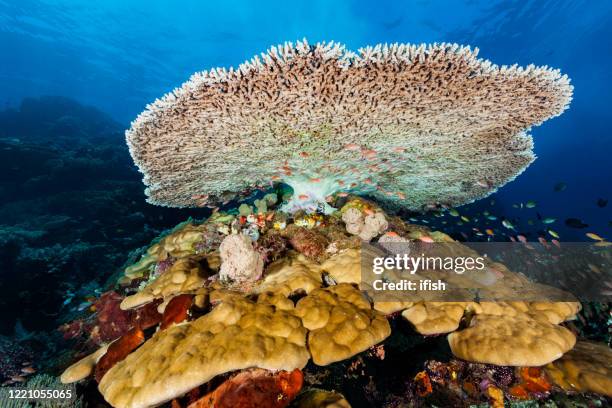 underwater paradise at crystal rock, sea mountain of komodo nationalpark, indonesia - dascyllus trimaculatus stock pictures, royalty-free photos & images