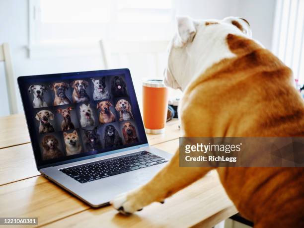 cane che lavora a casa in una riunione di chat web - humour foto e immagini stock