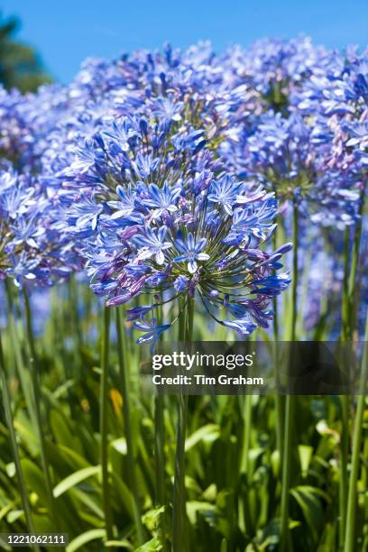 Agapanthus or Lily of the Nile, popular flowers growing in Jersey, Channel Isles.