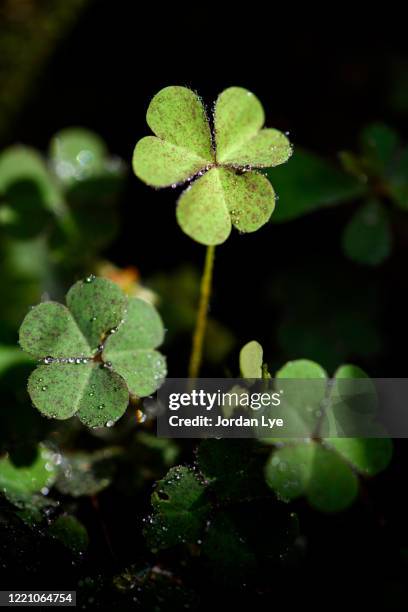 close up of a bunch of green clover. - four leaf clover stock pictures, royalty-free photos & images