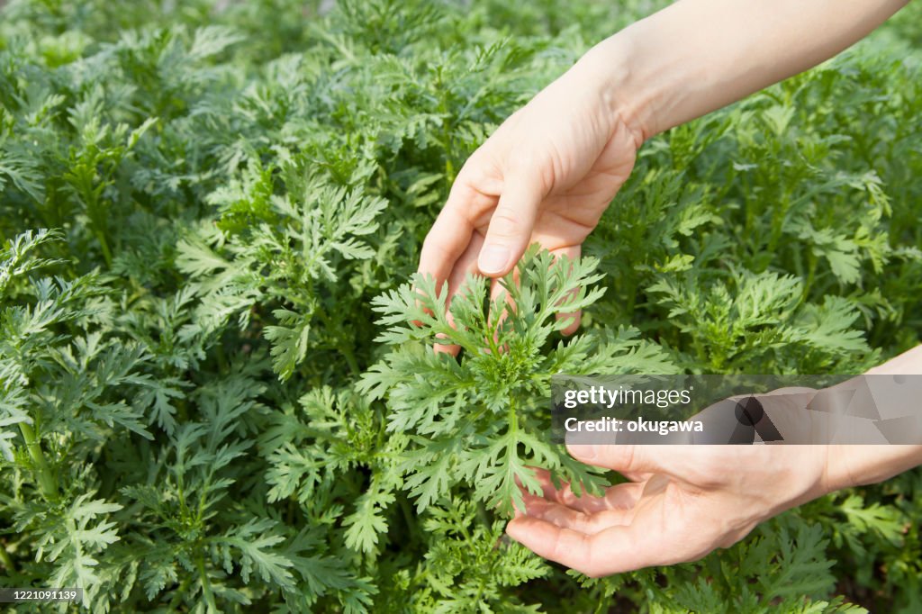 Garland chrysanthemum