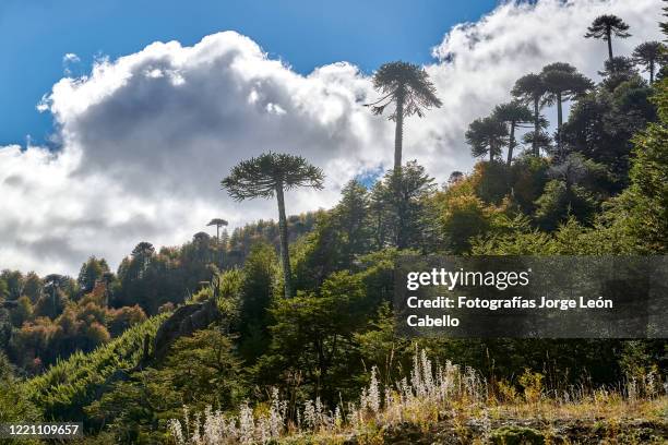 siluetas de araucarias a contraluz en las laderas de montañas - parque nacional malalcahuello-nalcas - siluetas stockfoto's en -beelden