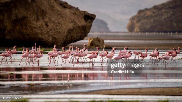 tanzania serengeti flamingo natron - lago natron foto e immagini stock