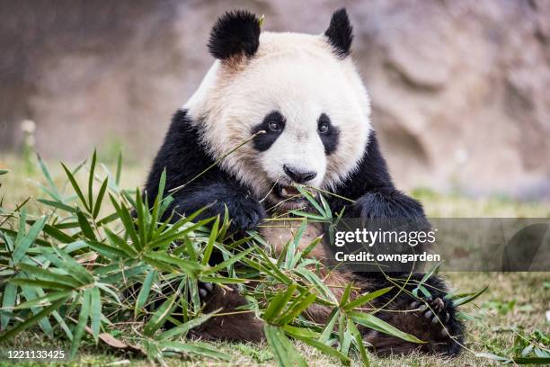 giant panda bear eating bamboo - pancas stock pictures, royalty-free photos & images