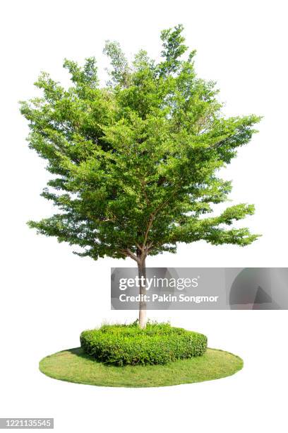 tree against isolate and white background. - boxwood stock pictures, royalty-free photos & images