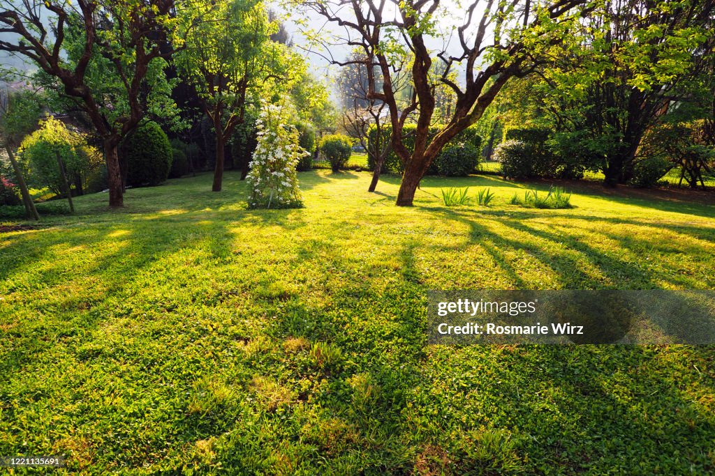 Natural garden with persimmon tree casting shadows