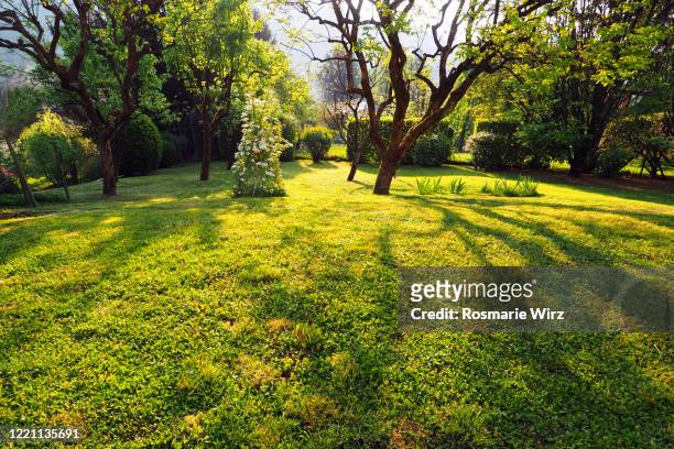 natural garden with persimmon tree casting shadows - garden stock pictures, royalty-free photos & images