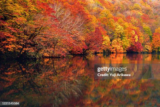 autumnal forest reflecting in the lake - japanese fall foliage stock pictures, royalty-free photos & images