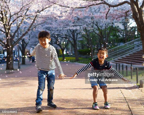 boys playing with cherry blossom petals - cherry blossoms in full bloom in tokyo stock pictures, royalty-free photos & images