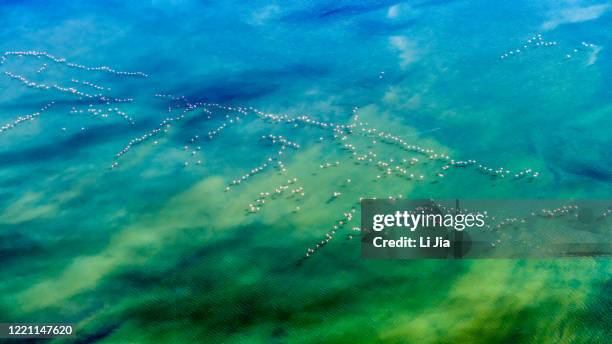 namibia etosha flamenco walvis bay - walvis bay stock pictures, royalty-free photos & images