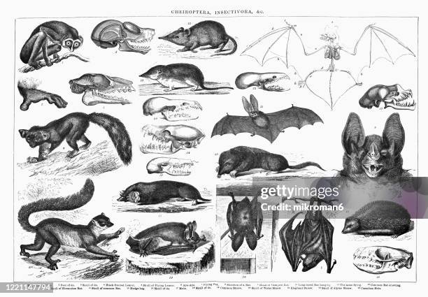 old engraved illustration of cheiroptera, insectivora animals. antique illustration, popular encyclopedia published 1894. copyright has expired on this artwork - fingertier stock-fotos und bilder
