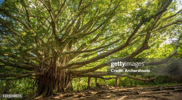 huge banyan tree with long branches - banyan tree fotografías e imágenes de stock