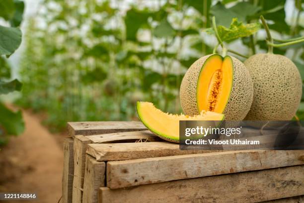 whใole and sliced of japanese melons - melão imagens e fotografias de stock