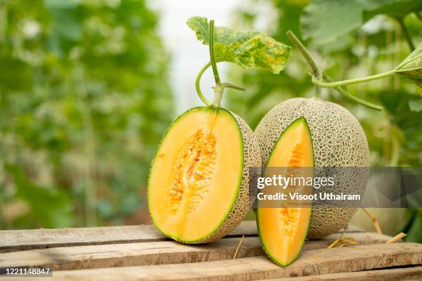 whole and sliced of japanese melons. - muskmelon stock pictures, royalty-free photos & images