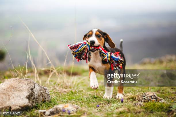 mischief mixed breed puppy holding a colorful toy in his jaw - purebred dog stock pictures, royalty-free photos & images
