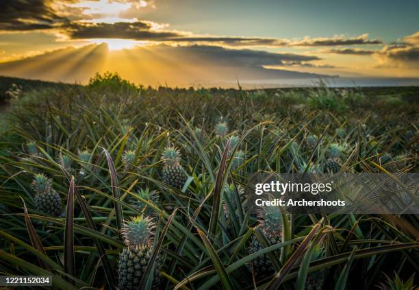 sunset rays burst from clouds behind a pineapple field - ananas stockfoto's en -beelden