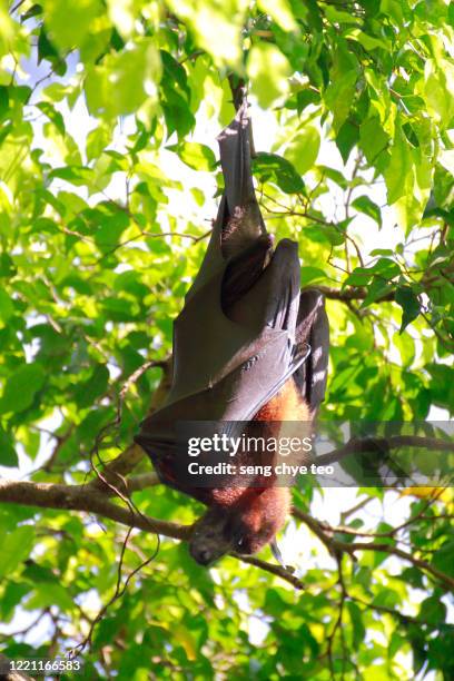 Giant Bat Java Giant Bat Photos and Premium High Res Pictures - Getty Images