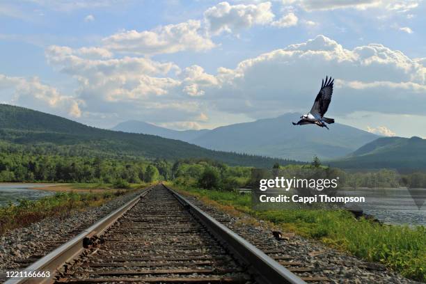 osprey with freshly caught fish flying near railroad tracks in shelburne, new hampshire usa along the androscoggin river - white mountain national forest stock pictures, royalty-free photos & images