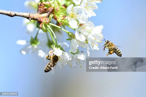 bienen auf nahrungssuche - honey bee flower stock pictures, royalty-free photos & images