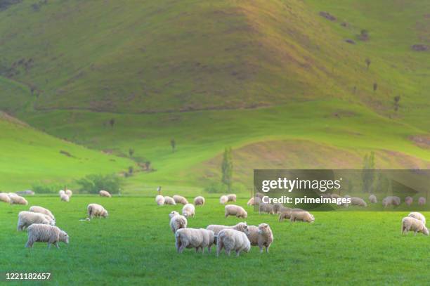 group of white sheep in south island new zealand with nature landscape background - otago farmland stock pictures, royalty-free photos & images