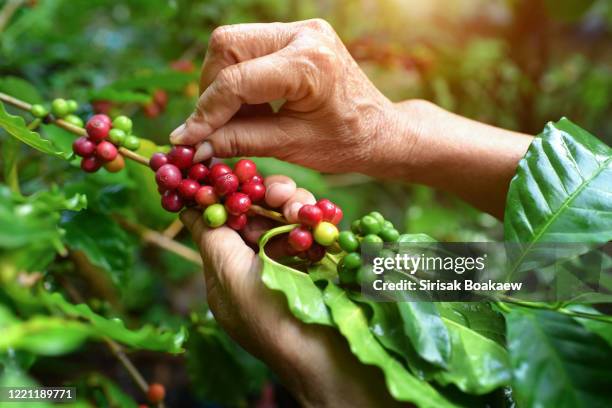 arabica coffee berries with agriculturist handsrobusta - plantation de café photos et images de collection