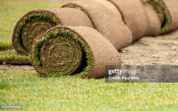 gardener carpet applying turf rolls in the backyard - turf installation stock pictures, royalty-free photos & images