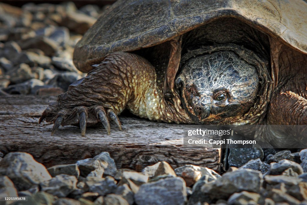 Snapping turtle along railroad tracks